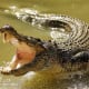 most-dangerous-animals-on-the-planet