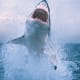 most-dangerous-animals-on-the-planet