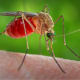 most-dangerous-animals-on-the-planet