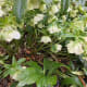 Hellebores in the rain