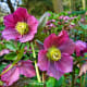 Colorful and beautiful flowers