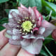 A hellebore flower with multiple rows of petals (which in the case of hellebores are really sepals)