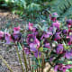 These hellebores were growing in a landscaped area beside a golf course.