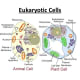 A side by side comparison of the plan and animal cells.