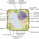 This diagram shows what a typical plan cell looks like.