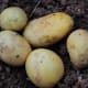 Potatoes