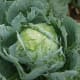 Cabbage