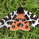 Garden Tiger Moth Caterpillar