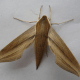 Tersa Sphinx Hawkmoth