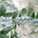 Walnut Caterpillars