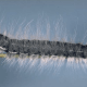 Walnut Caterpillar (Datana integerrima)