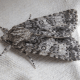 Scarce Dagger Moth