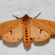 Isabella Tiger Moth