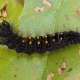 Scarce Dagger Moth Caterpillar (Acronicta auricoma)
