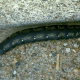 White-Lined Sphinx (Black Form)