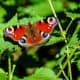 A Peacock Butterfly