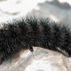 Giant Leopard Moth Caterpillar (Hypercompe scribonia)