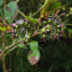 Azalea Caterpillar (Datana major)