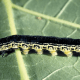 Catalpa Sphinx Caterpillar (Black Form)