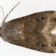 Black Cutworm Moth
