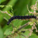 Peacock Butterfly Caterpillar (Aglais io)