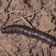 Black Cutworm Caterpillar (Agrotis ipsilon)