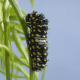 An Immature Black Swallowtail Caterpillar