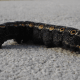 Tersa Sphinx Caterpillar (Black Form)