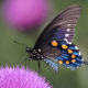 Pipevine Swallowtail