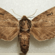 Catalpa Sphinx Hawkmoth