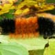 Woolly Bear Caterpillar (Pyrrharctia isabella)