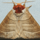 A Walnut Caterpillar Moth