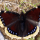 Mourning Cloak Butterfly