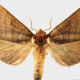 Azalea Caterpillar Moth