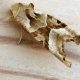 Angle Shades Moth