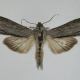 Cucullia Moth