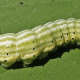 Rosy Maple Moth Caterpillar