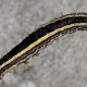 Striped Garden Caterpillar