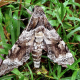 Giant Sphinx Moth