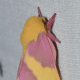 Rosy Maple Moth