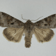 Striped Garden Caterpillar Moth