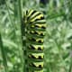 Black Swallowtail Caterpillar