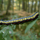 Brown Hooded Owlet Caterpillar