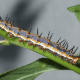 Gulf Fritillary Caterpillar