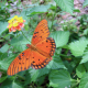 Gulf Fritillary Butterfly