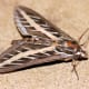 White-Lined Sphinx Moth