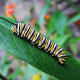 Monarch Caterpillar