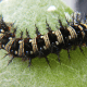 American Painted Lady Caterpillar