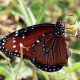 The Queen Butterfly