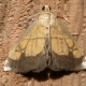 Evergestis Species Moth